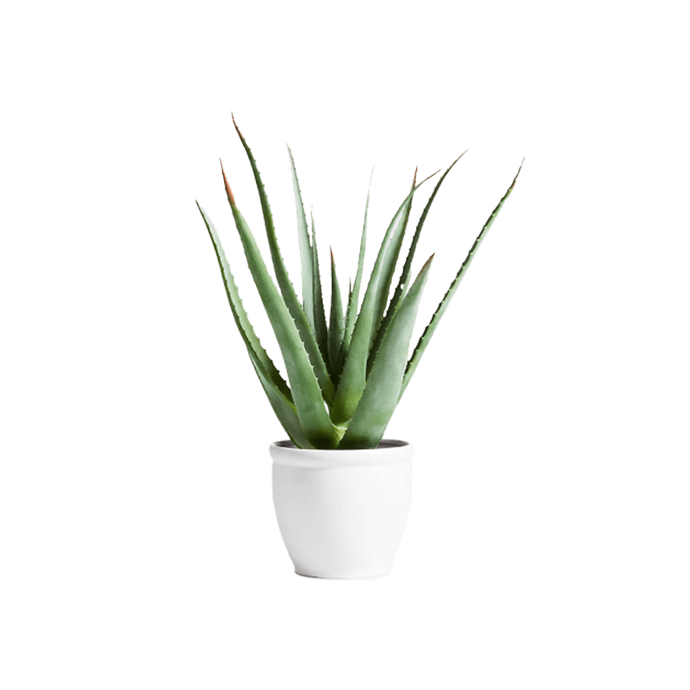Potted Faux Agave Sisal Plant